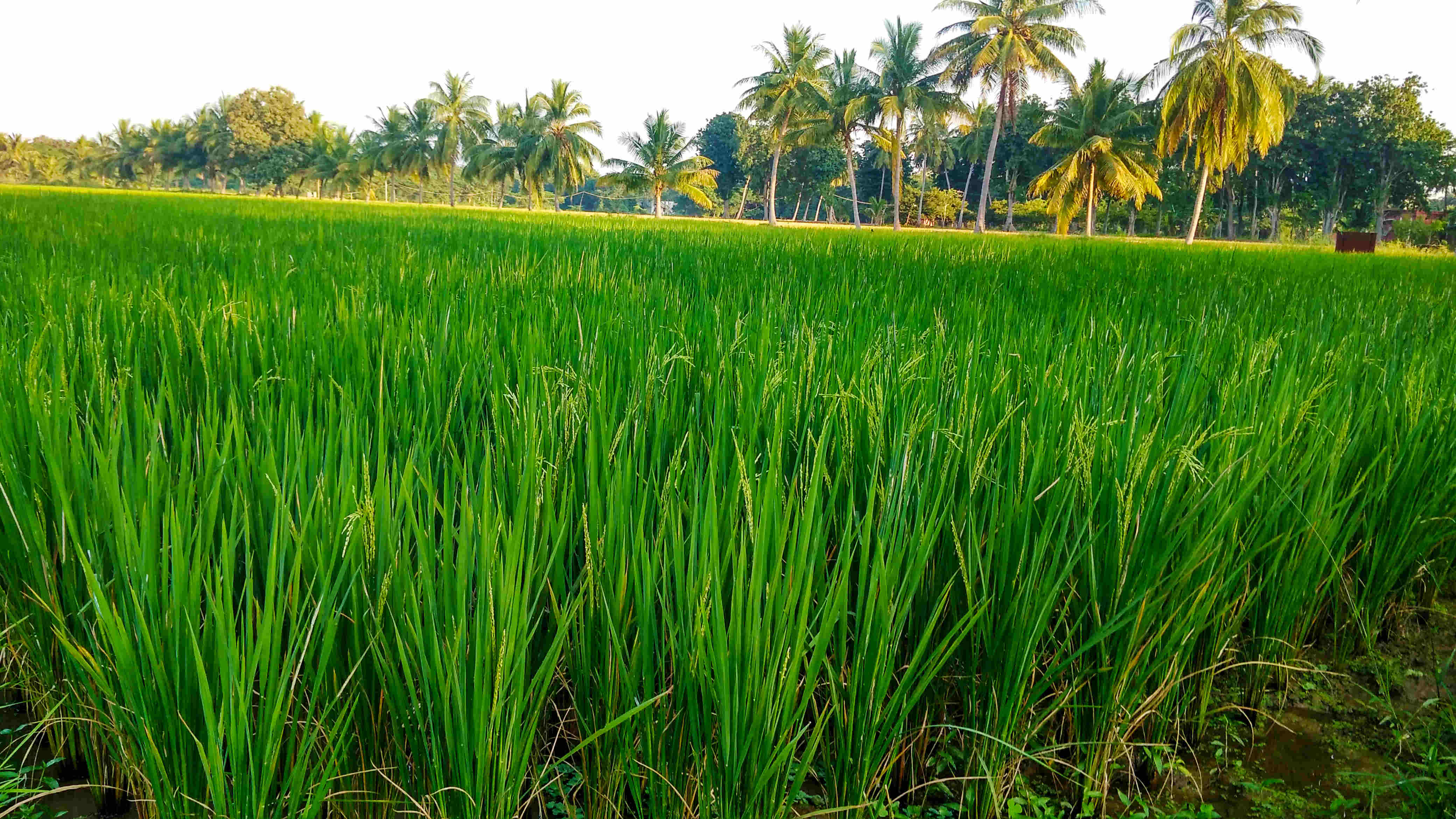 Aduthurai Farm